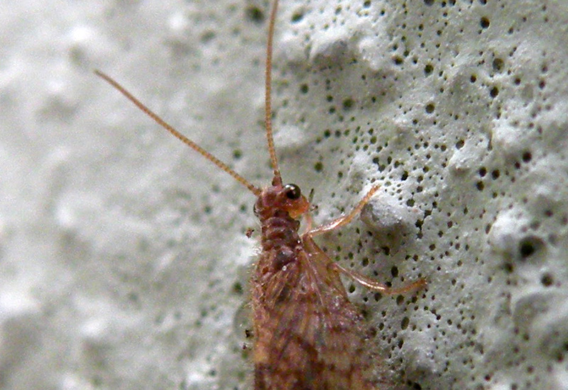 Neuroptera in giardino: Micromus angulatus - Hemerobiidae